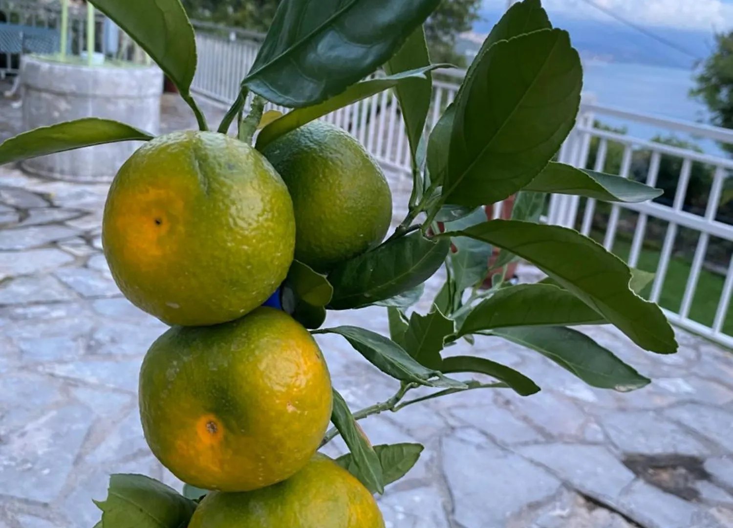 Back To Green Apartment Pobri-Opatija 0*, Opatija Croatia
